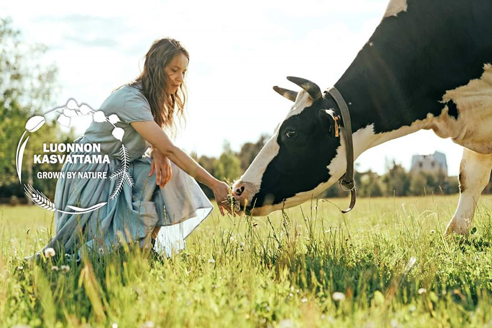 Kesäniityllä tyttö on kyykyssä ja tarjoaa heinää lehmälle.