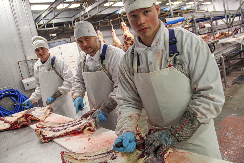 Opiskelijat lihanleikkaamossa työssään käsittelemässä naudan kylkipaloja