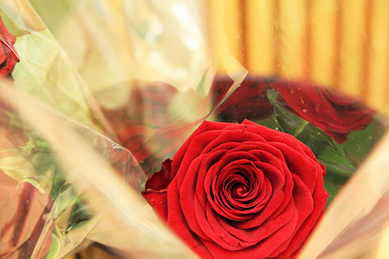 Kuvassa punainen ruusu
