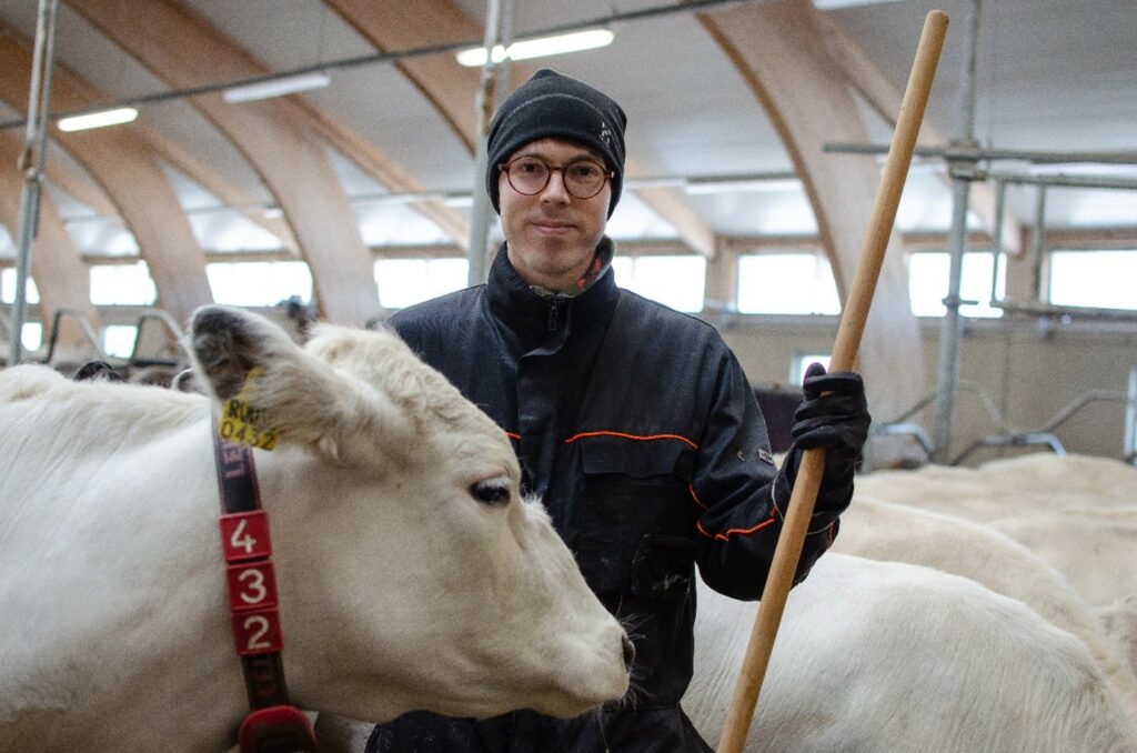 Opiskelija Aleksi Haarala navetassa lapinlehmiä hoitamassa.