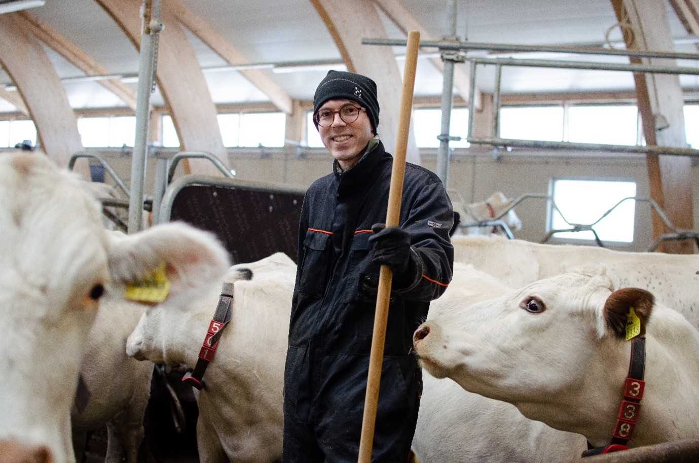 Opiskelija Aleksi Haarala navetassa hoitamassa lapinlehmiä.