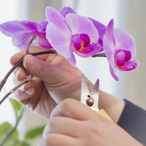 Puutarha-alan opiskelija leikkaamassa Orkideaa
