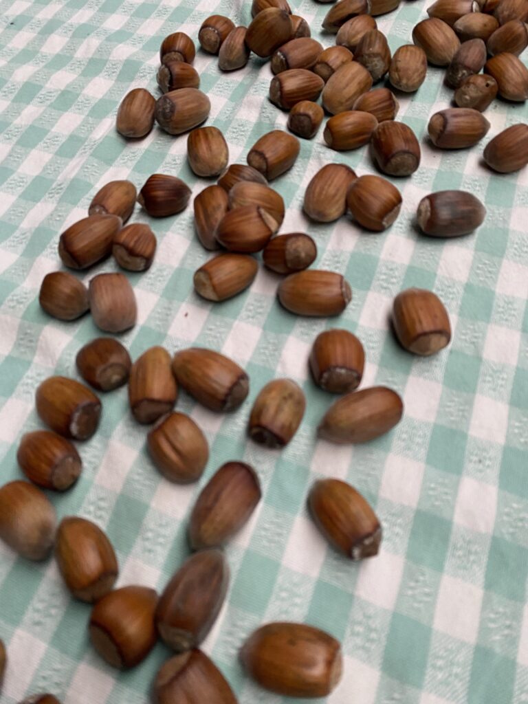Hasselpähkinöitä