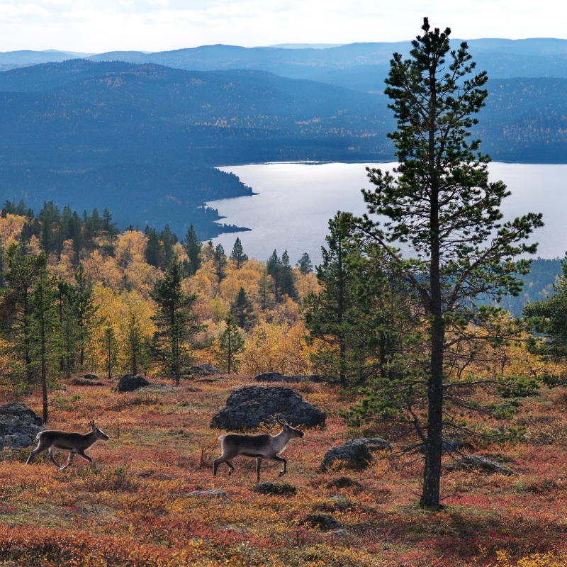 Matkailun markkinointi- ja myyntitehtävissä toimiminen, matkailupalvelujen ammattitutkinto