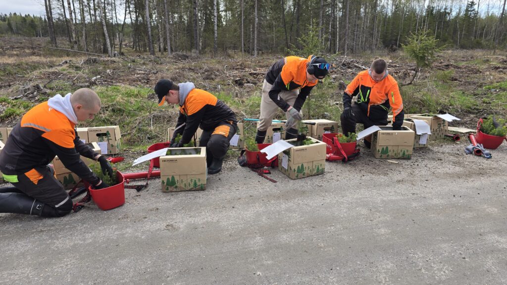 Kuvassa neljä metsäalan opiskelijaa siirtämässä laatikoista taimia maastoon
