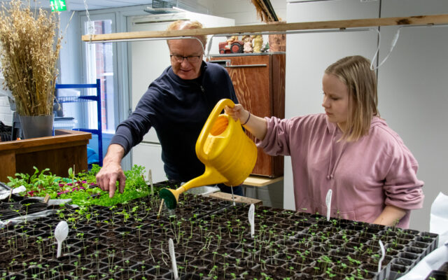 Opiskelija Anna Lammassaari kastelee taimia opettajansa Osmo Häkkisen ohjauksessa.